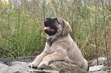 MASTIFF 038